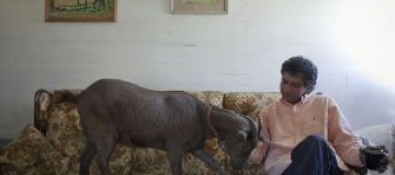 Житель Нью-Йорка держит в квартире козу 