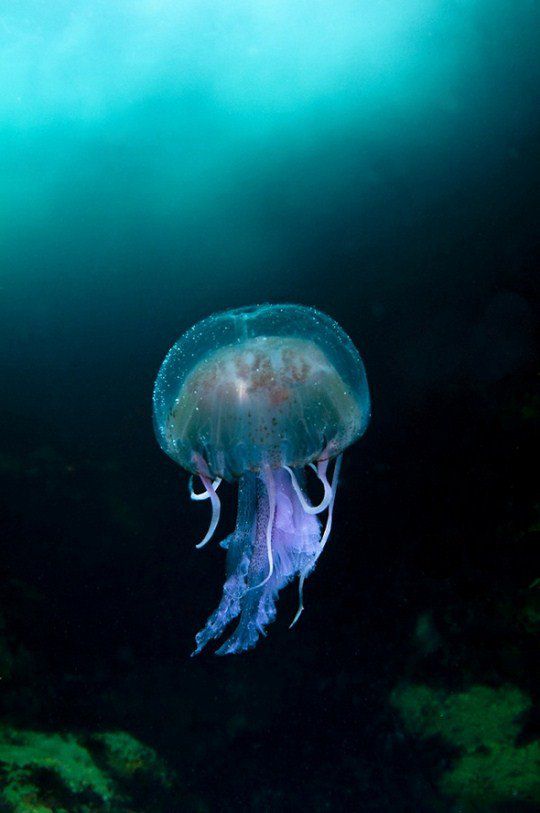 «Медуза в голубом море острова Сула Сгейр»