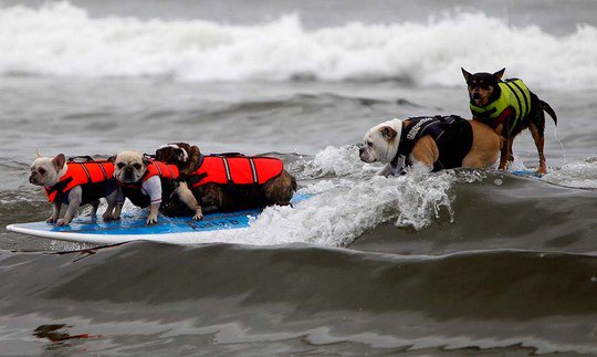 руппа собак борется с волнами на Хантингтон-Бич, где в воскресенье прошло третье соревнование по серфингу среди собак