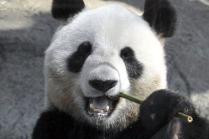 В список "Лиц 2011 года" по версии BBC затесалась панда