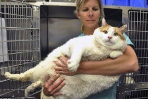 Умер самый толстый американский кот