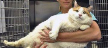 Умер самый толстый американский кот