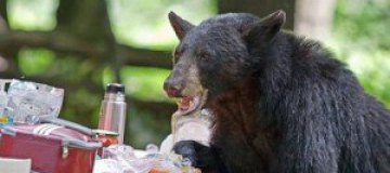 К американской семье на пикник заглянул медведь