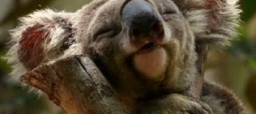 Австралийцы продают свои дома ради расплода коал 
