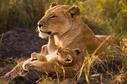 Мама-львица со своим детёнышем