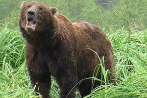 Медведь спас мужчину от нападения горного льва 