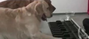 Француженка научила своих собак играть на пианино 