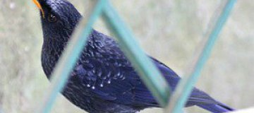 В Челябинской области с выставки птиц похитили дрозда
