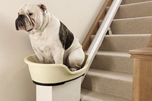 Толстых псов научат подниматься по лестницам