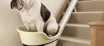 Толстых псов научат подниматься по лестницам