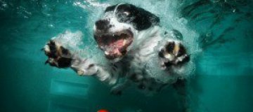 Собаки под водой 