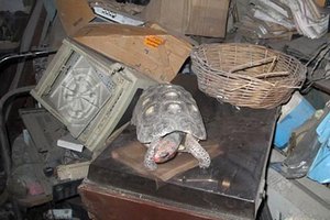 Пропавшая 30 лет назад черепаха нашлась в кладовке 