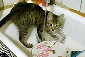 Полосатый кот Бася моет хозяйские тарелки 