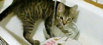 Полосатый кот Бася моет хозяйские тарелки 