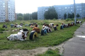 В России коровы пытались сорвать школьную линейку