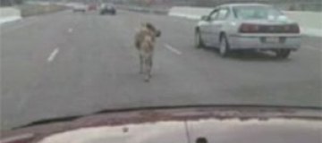 В Огайо из грузовика на дорогу выпал олень