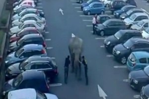 Слона-беглеца задержали на автомобильной парковке