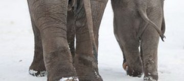 Слоны отогрелись в Сибири двумя ящиками водки