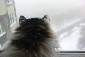 Немецкая кошка заперла своих хозяев на балконе в мороз