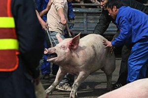 Свинья устроила 5-километровую пробку на японской трассе