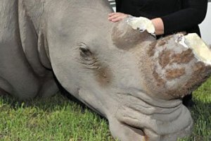 В ЮАР статуя носорога пострадала от рук браконьеров  