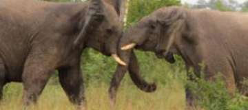 В Таиланде украинцу на голову свалился 2-тонный слон