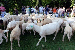 В японских парках козы будут уничтожать сорняки