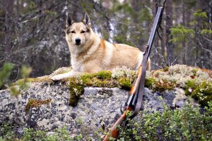 В России охотничья собака застрелила водителя