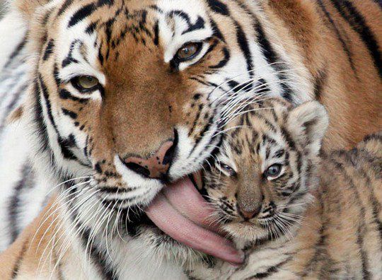 Ирис лижет своего 7-недельного детеныша в вольере зоопарка Роев Ручей в Красноярске.