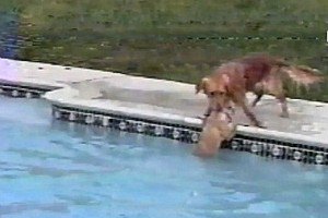 Героический пес спас щенка, упавшего в бассейн