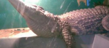 В Казахстане на детской площадке нашли крокодила и питона 